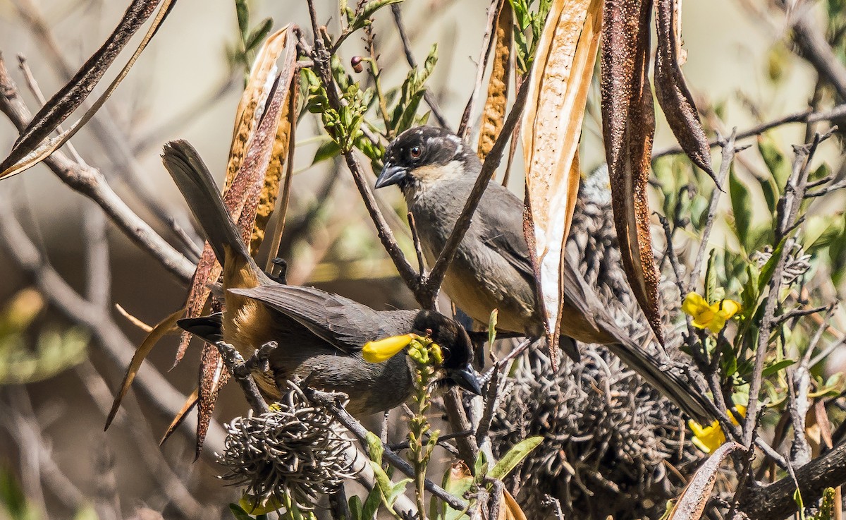 Заросляк рудочеревий - ML646094626