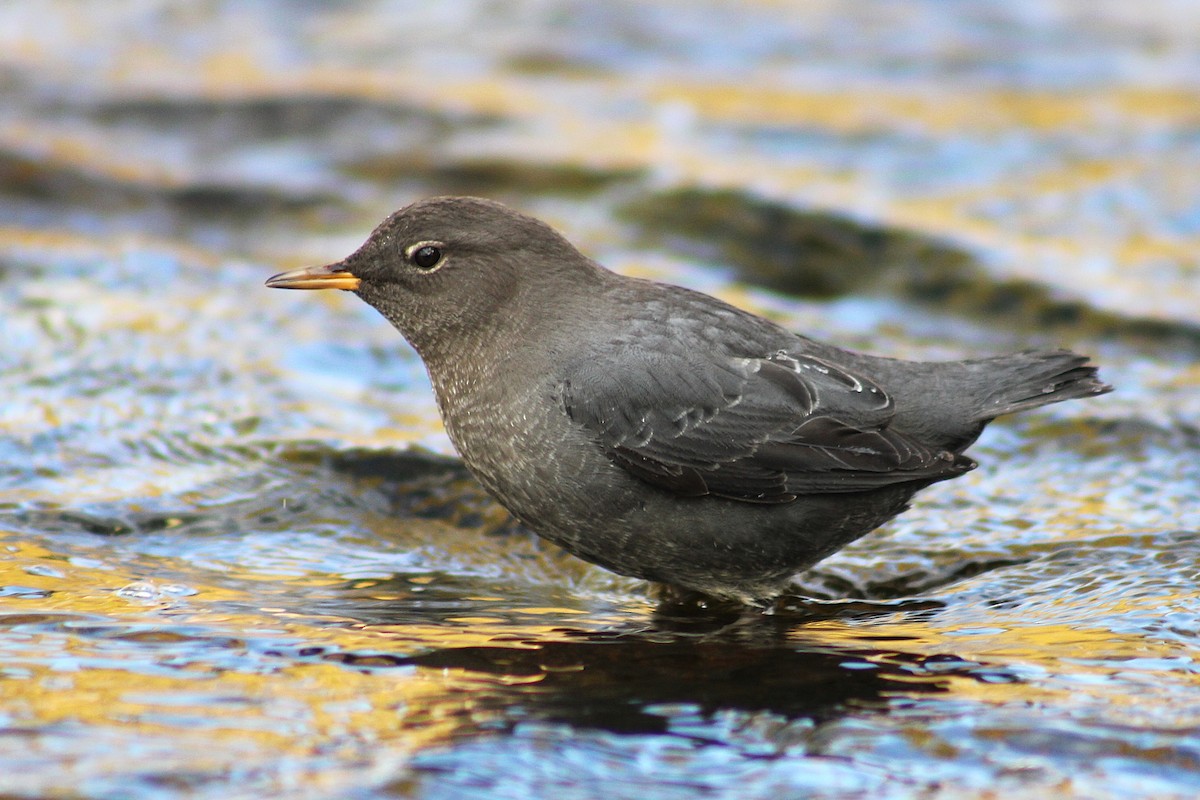 Пронурок сірий - ML646094627