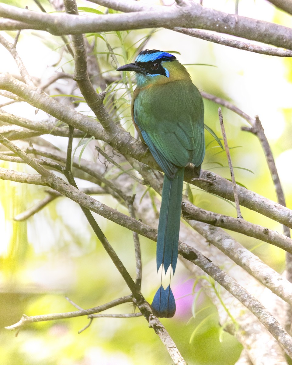 Lesson's Motmot - ML646094639