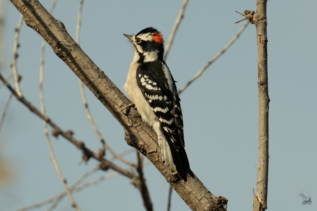 Downy Woodpecker - ML646094643