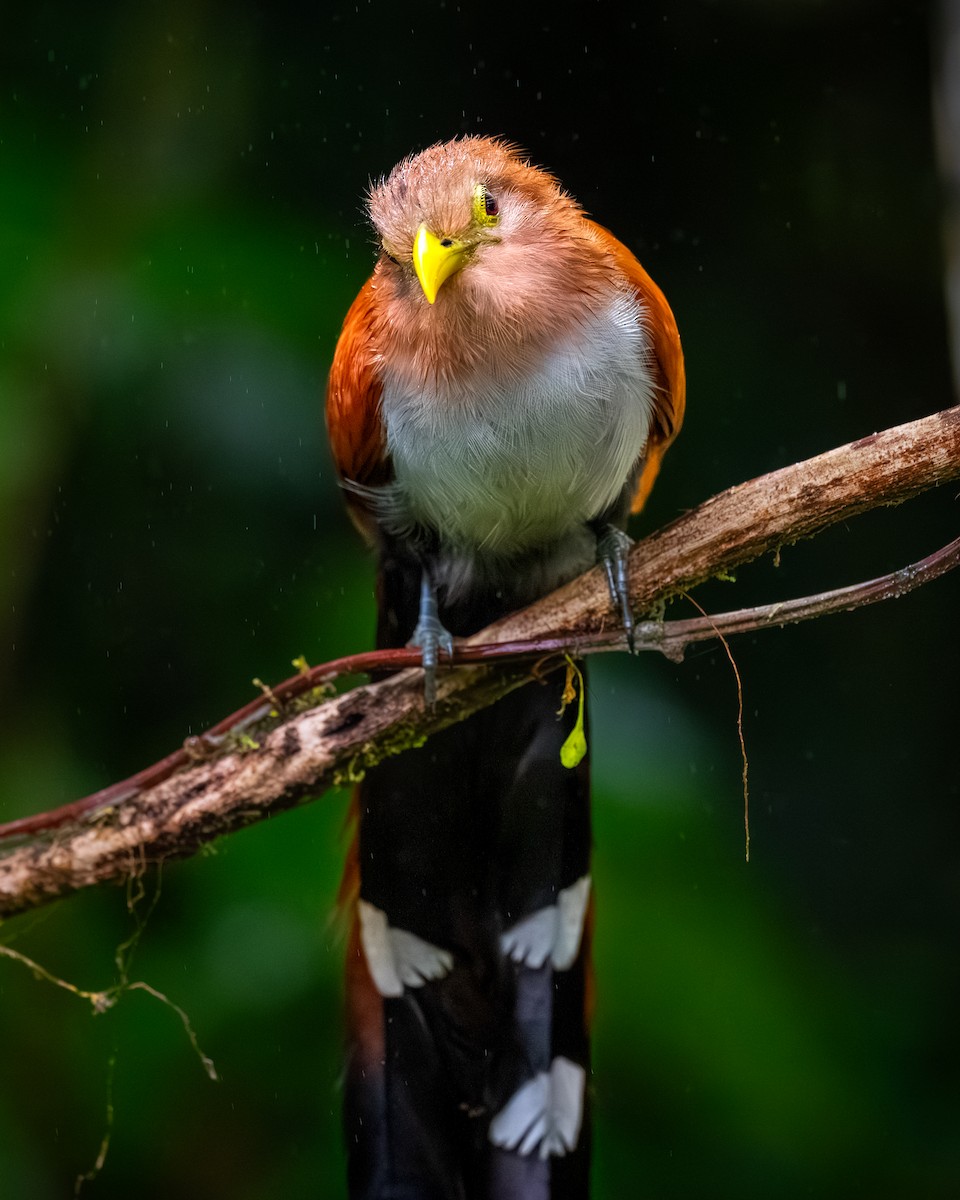 Common Squirrel-Cuckoo - ML646094644