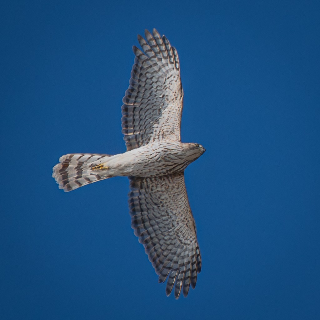 Cooper's Hawk - ML646094645