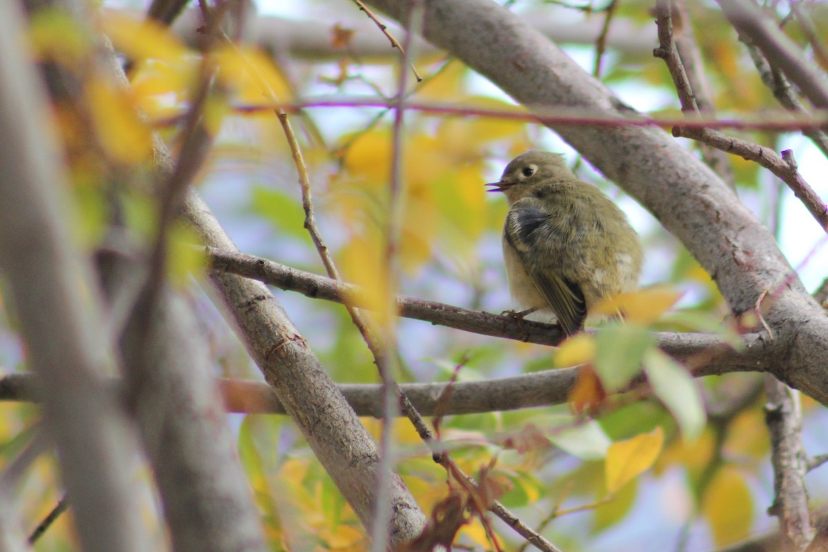 Ruby-crowned Kinglet - ML646094656