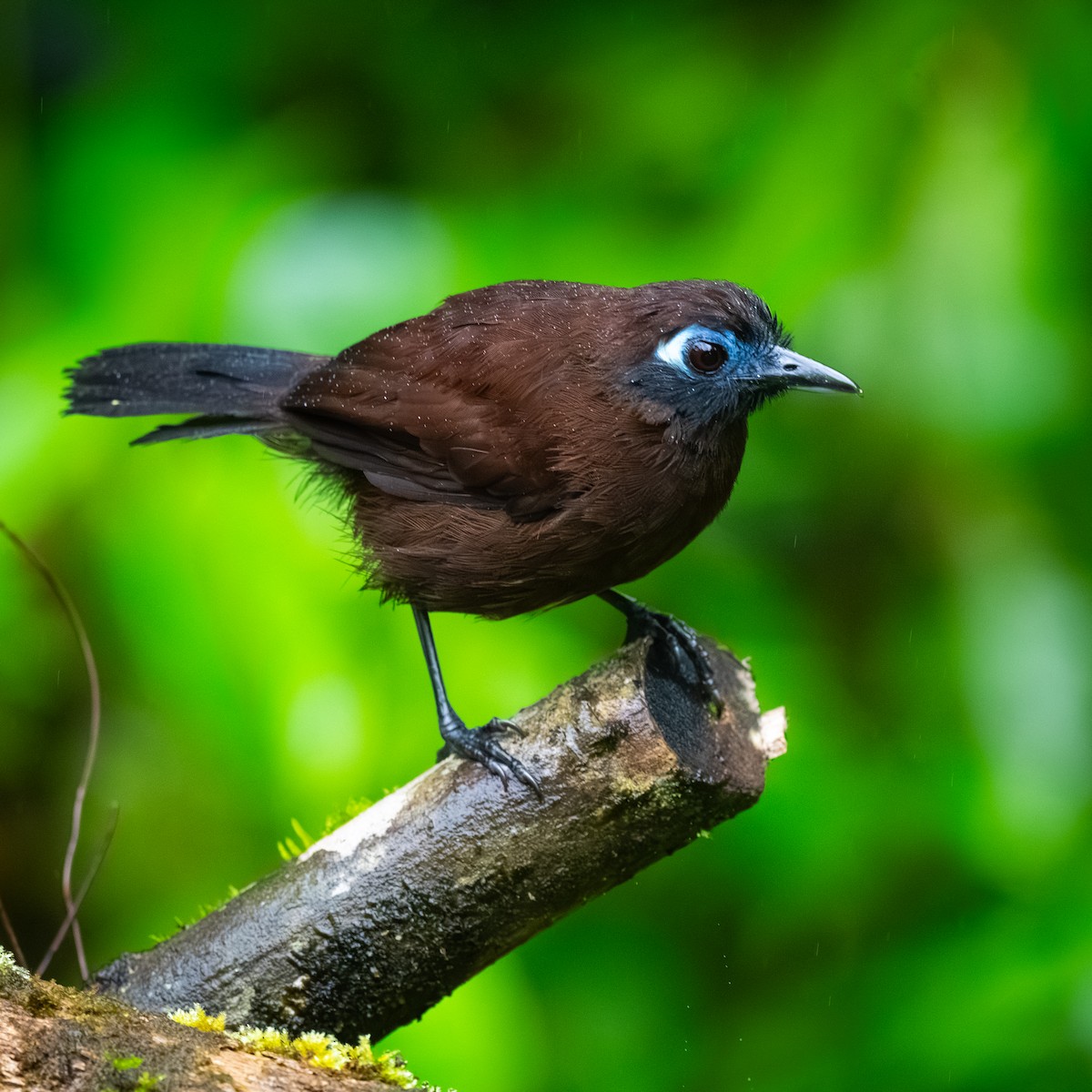 Zeledon's Antbird - ML646094657