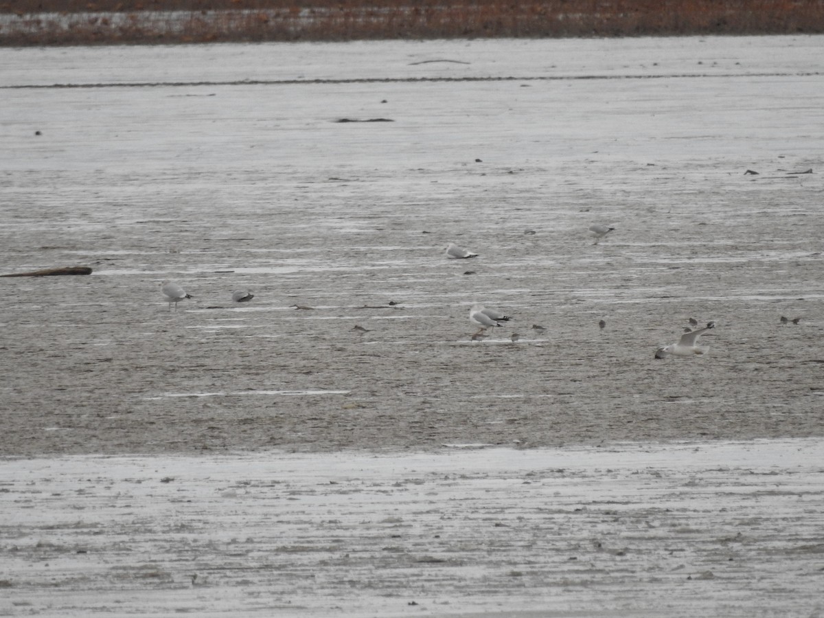 Ring-billed Gull - ML646094661