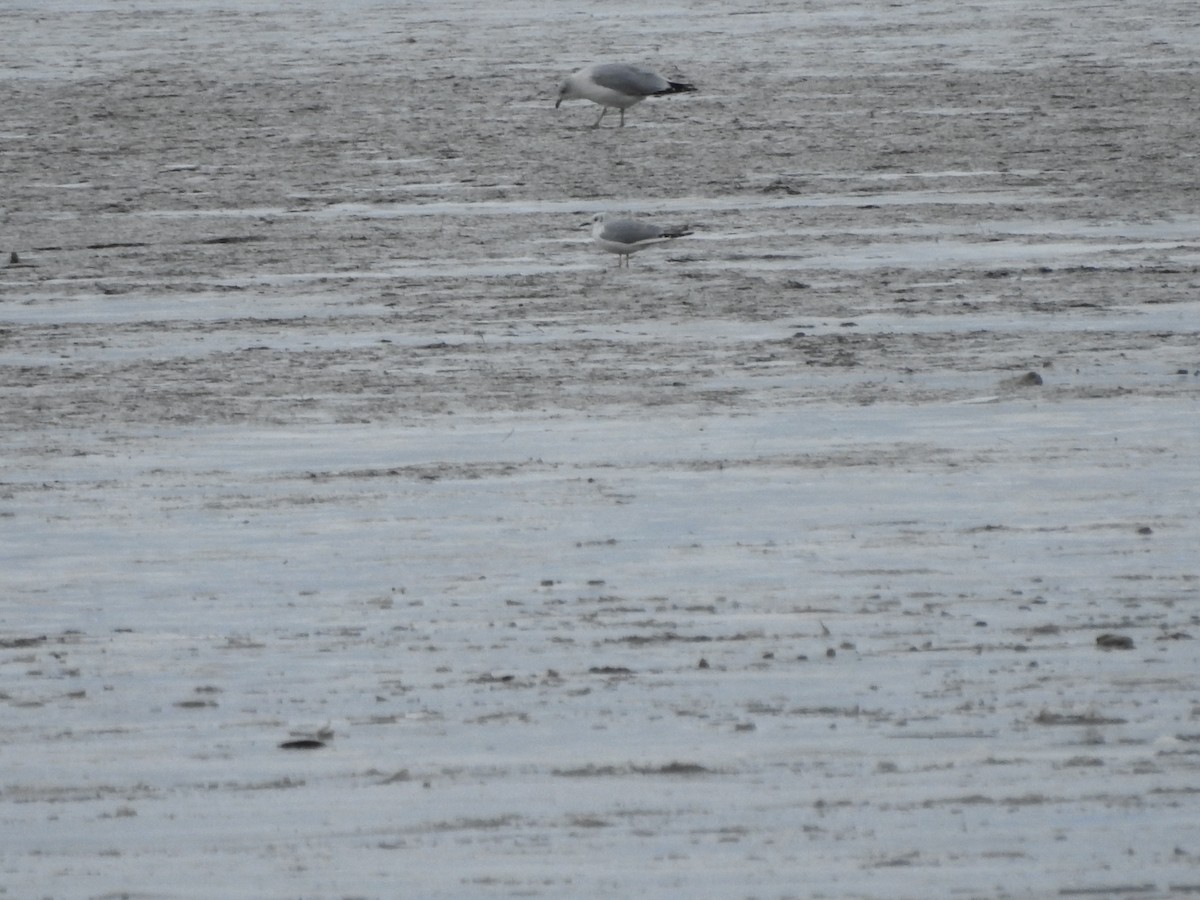 Ring-billed Gull - ML646094662