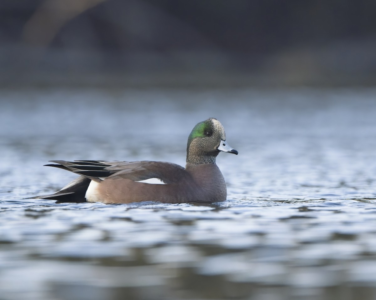 American Wigeon - ML646094671