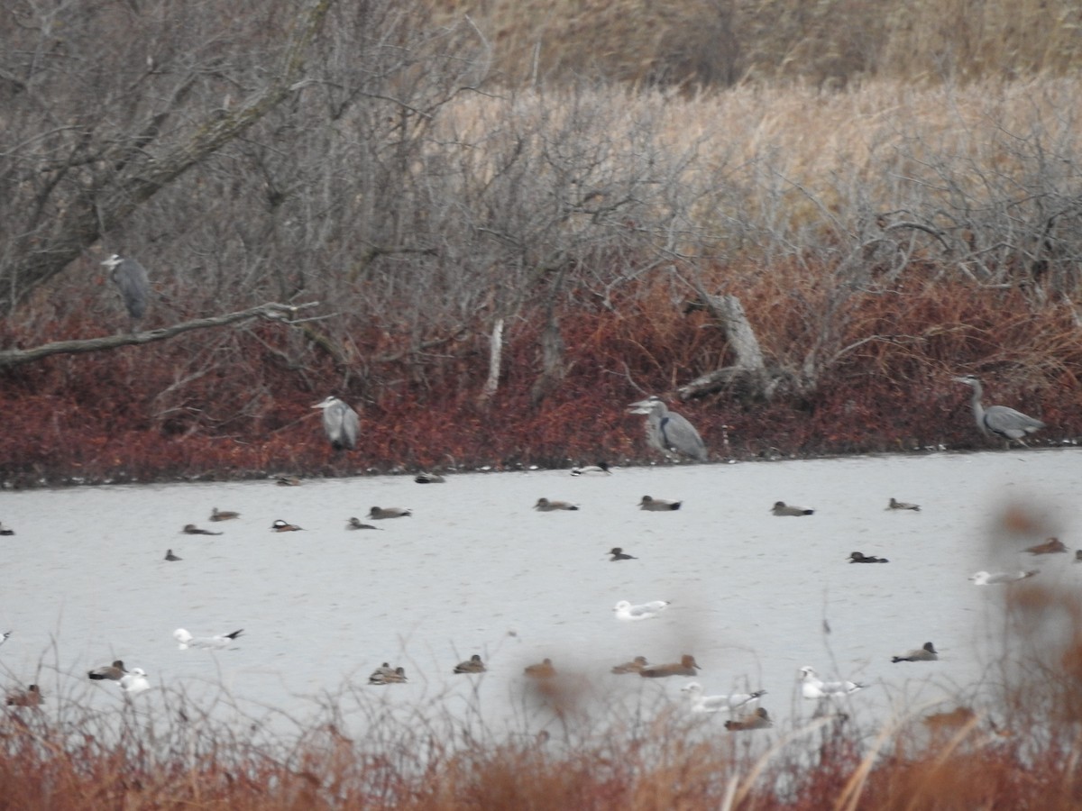 herodiashegre - ML646094673