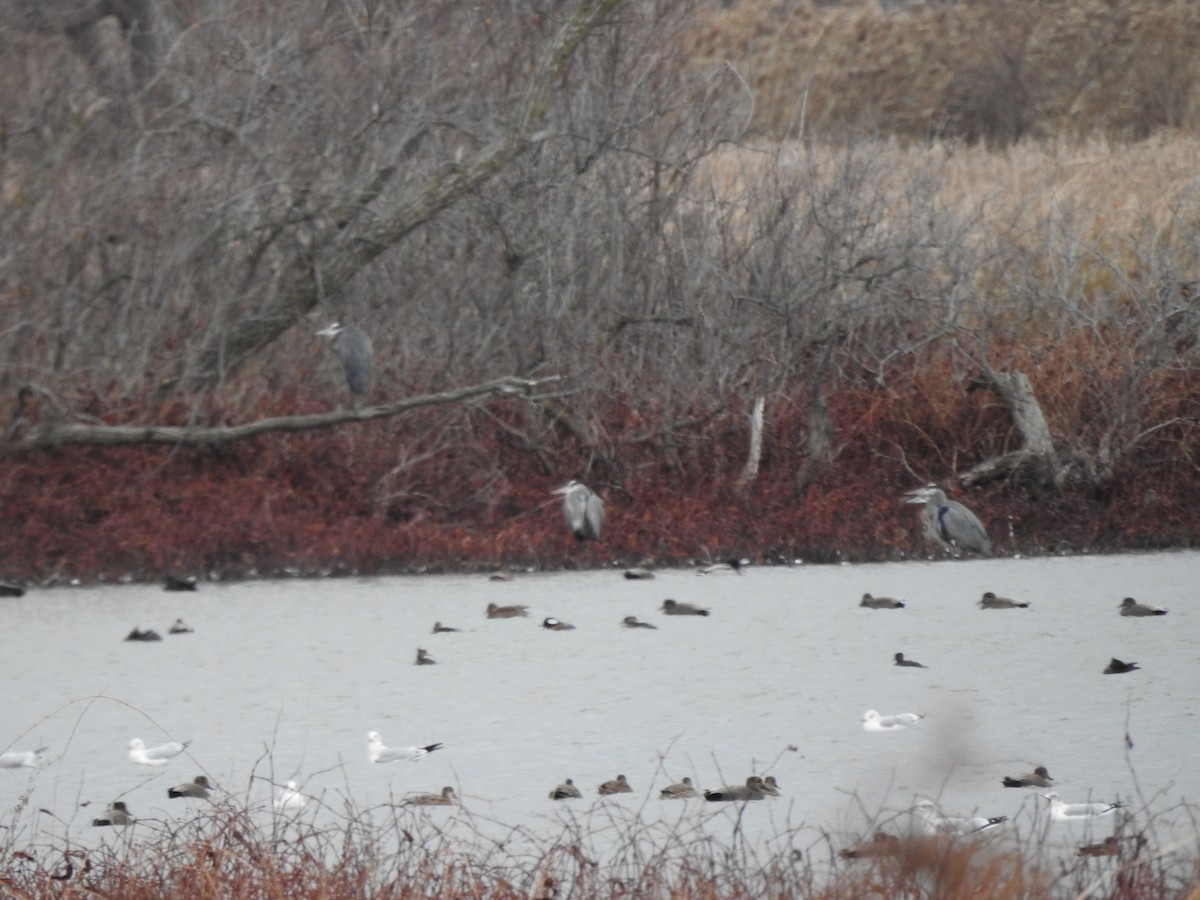 herodiashegre - ML646094674