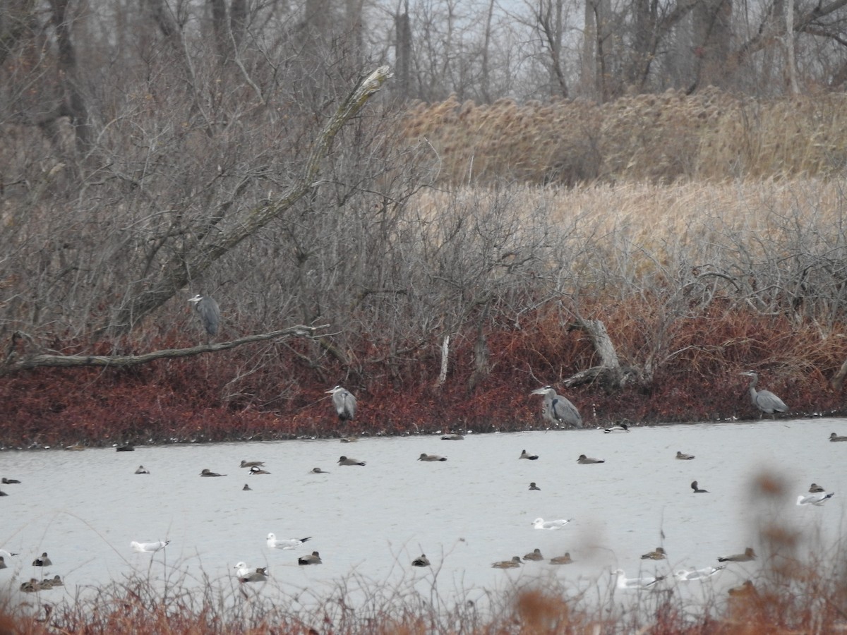 herodiashegre - ML646094675