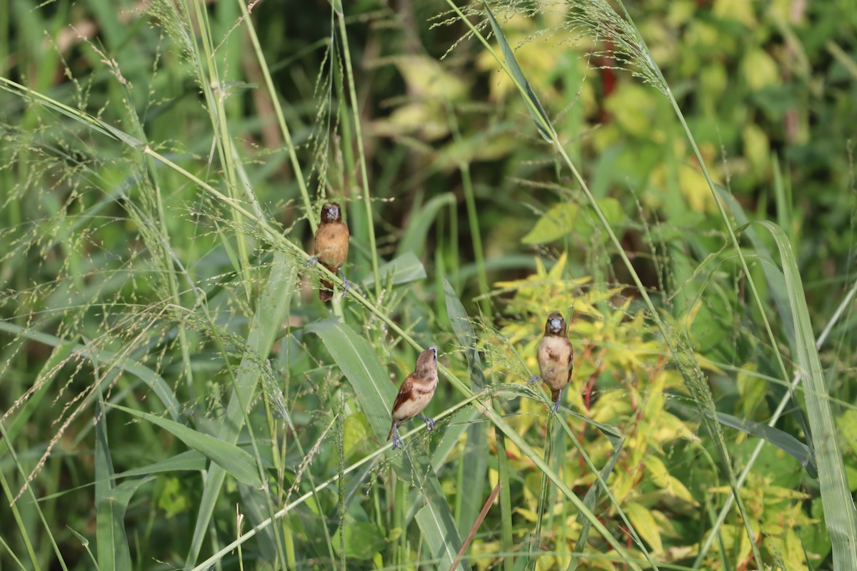 Capucin à tête noire - ML646094676