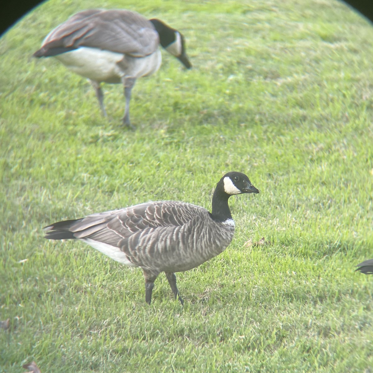 Cackling Goose - ML646094682