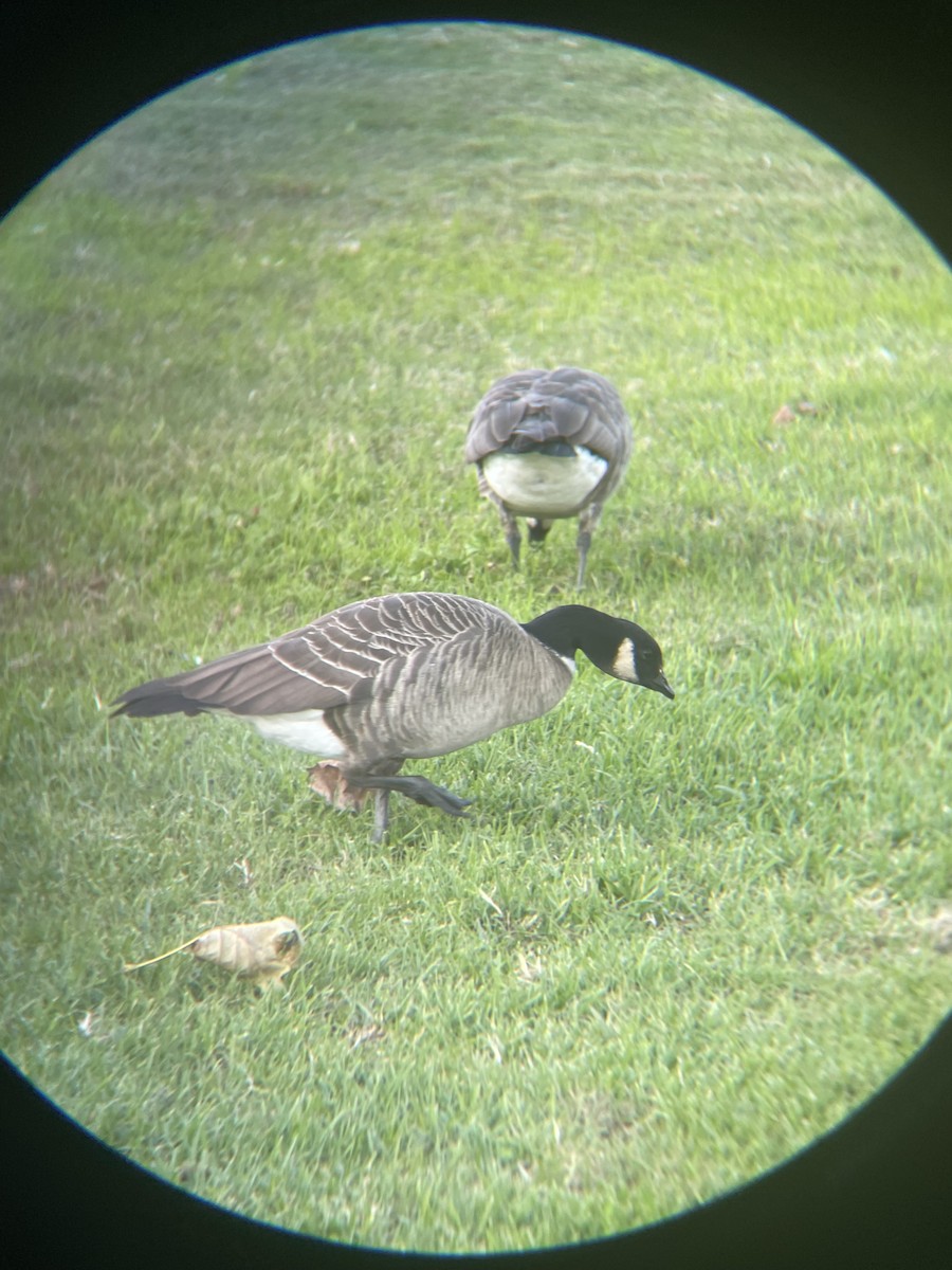 Cackling Goose - ML646094683