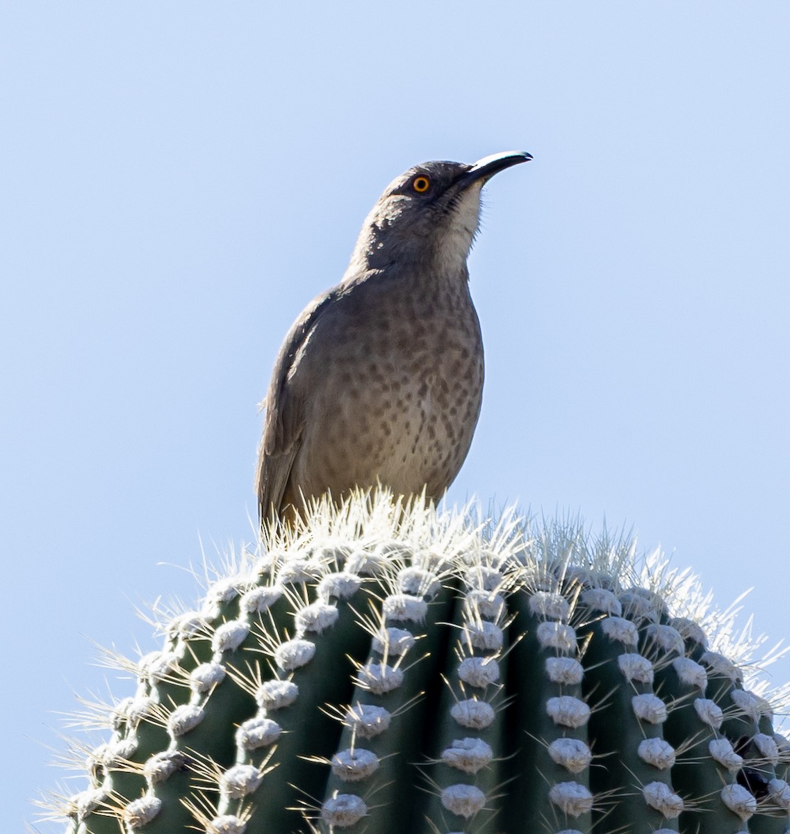 Curve-billed Thrasher - ML646094686