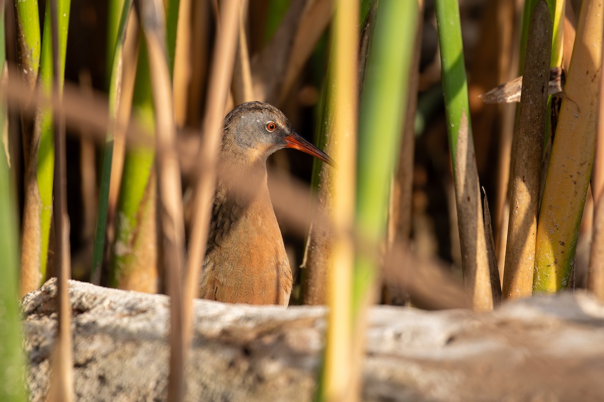 Uroilanda virginiarra - ML646094689