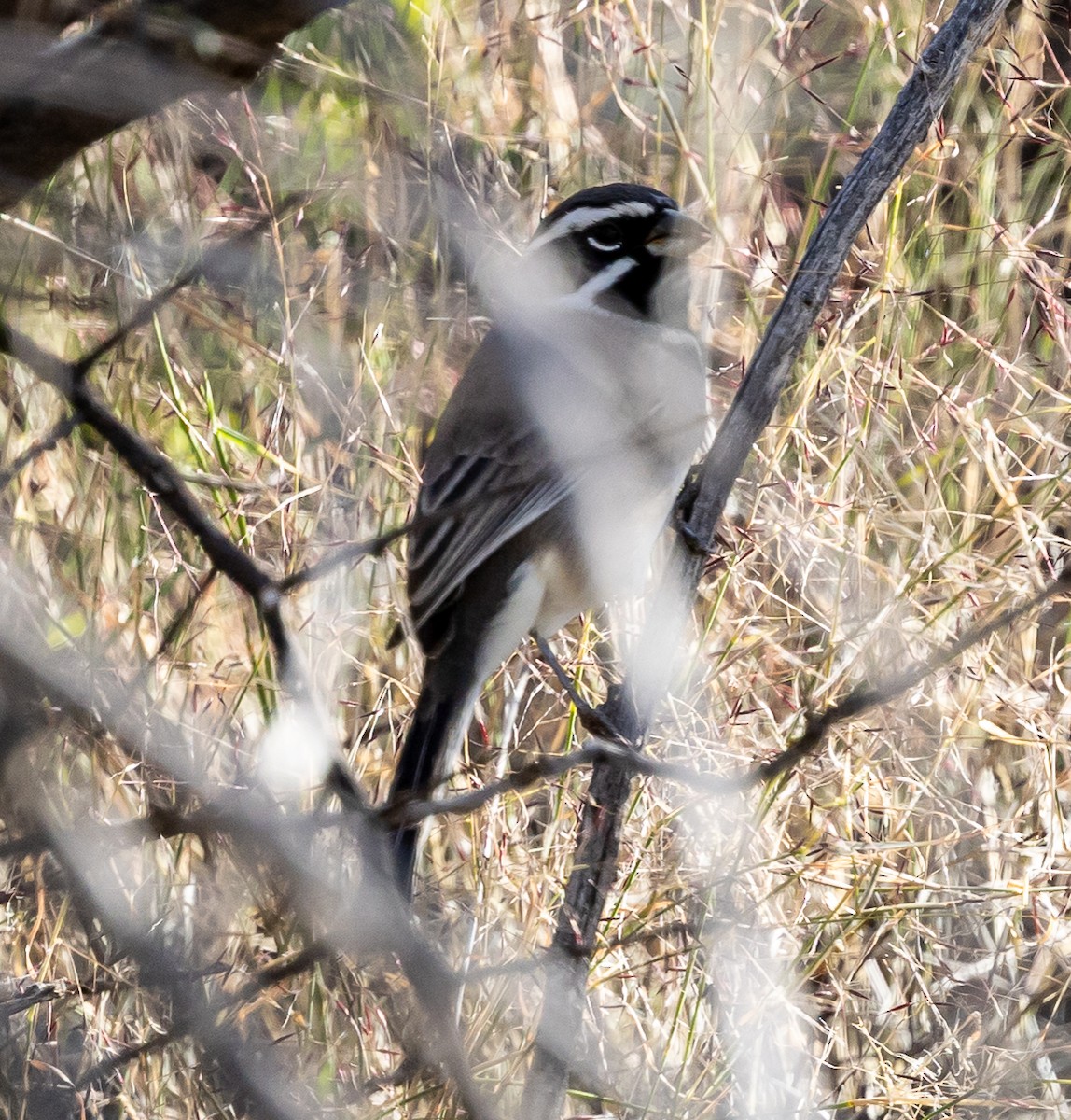 svartstrupespurv - ML646094692