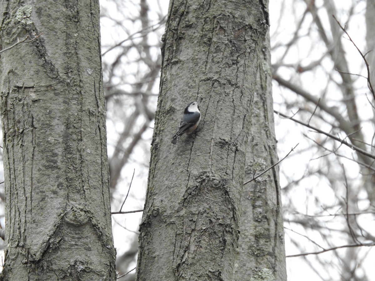 Sittelle à poitrine blanche - ML646094694