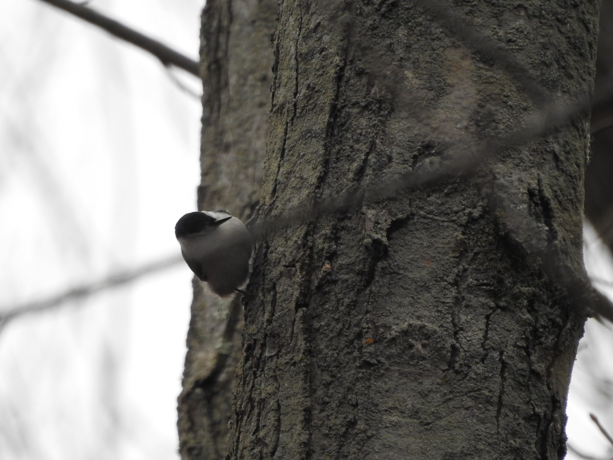 Sittelle à poitrine blanche - ML646094695