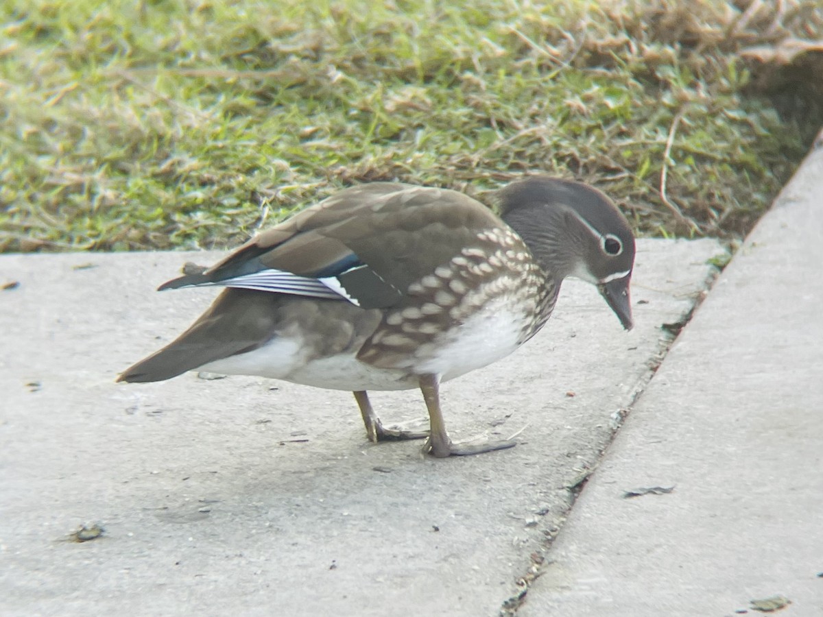Mandarin Duck - ML646094697