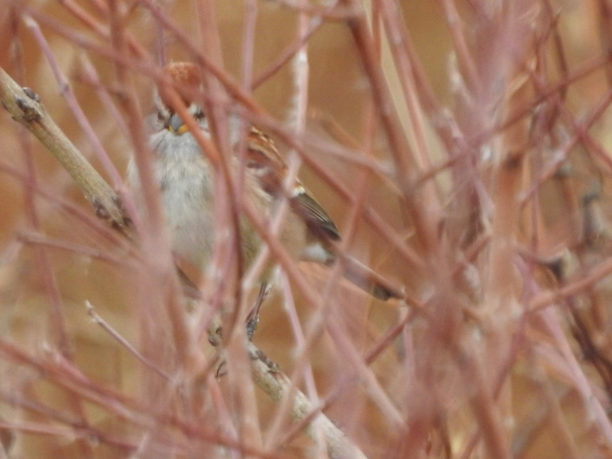 Пасовник північний - ML646094698