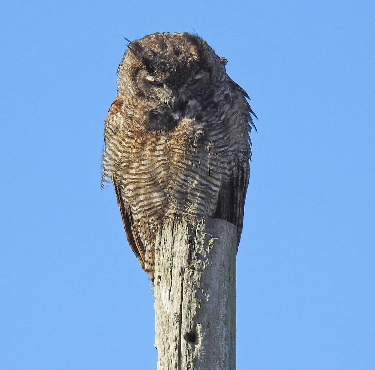 Great Horned Owl - ML646094701
