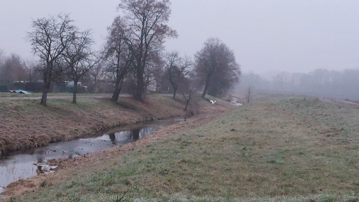 Great Egret - ML646094703