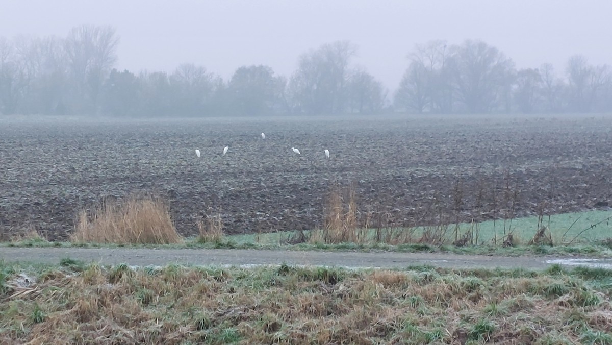 Great Egret - ML646094704