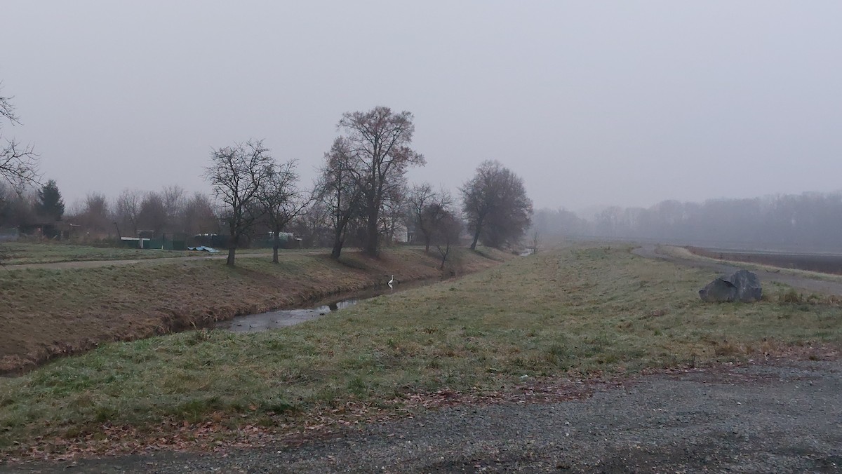 Great Egret - ML646094706