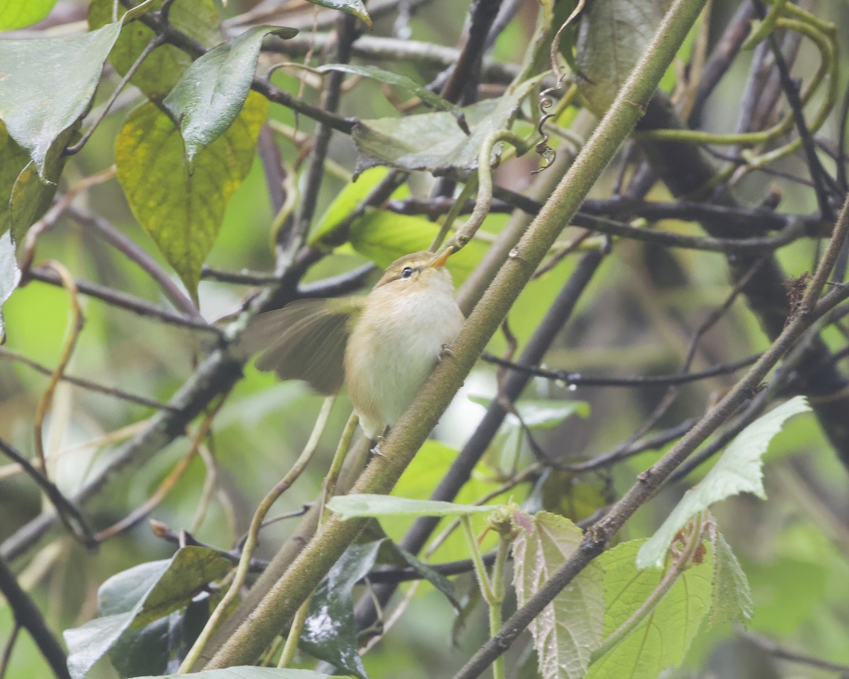 Brown Woodland-Warbler - ML646094713