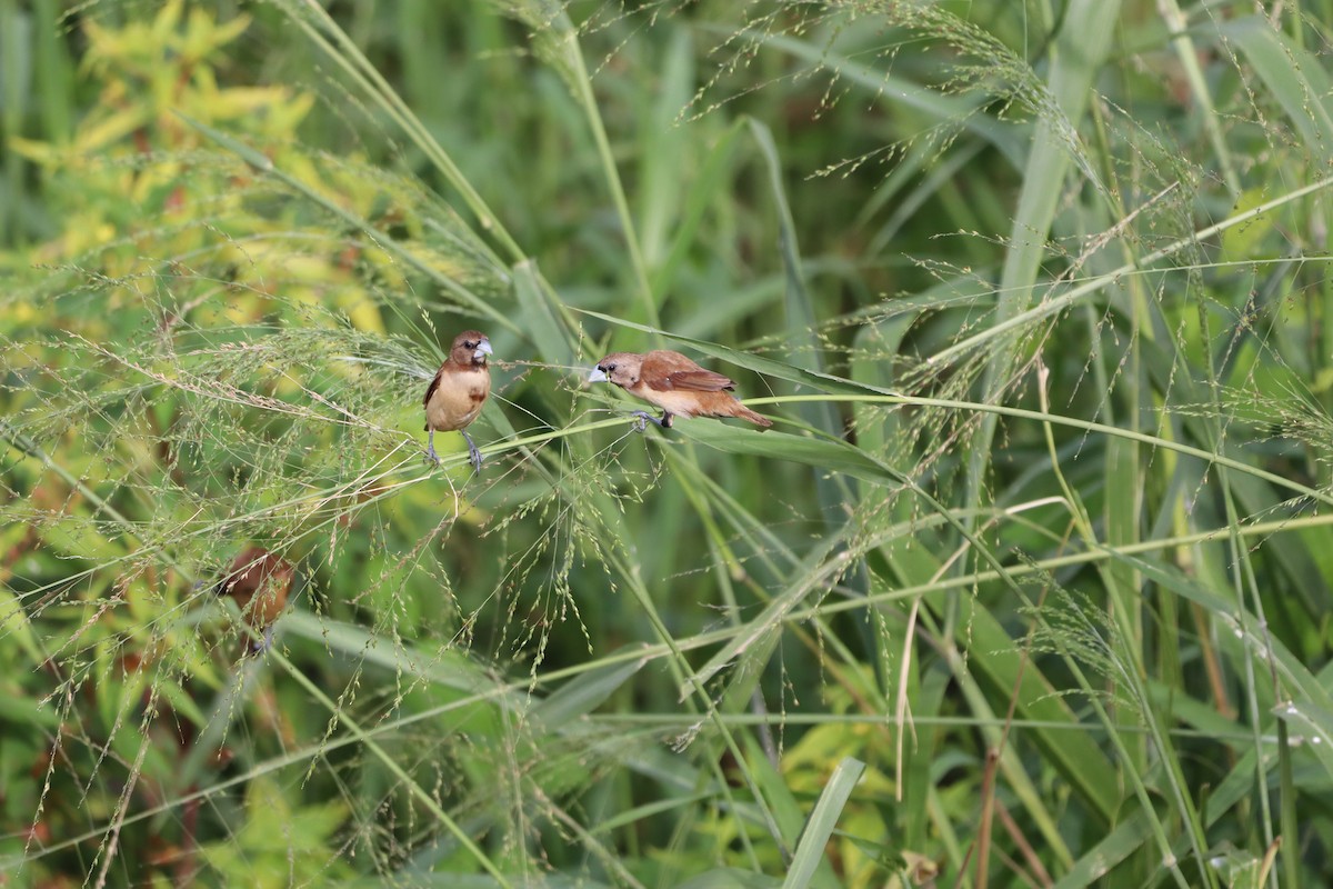 Capucin à tête noire - ML646094720