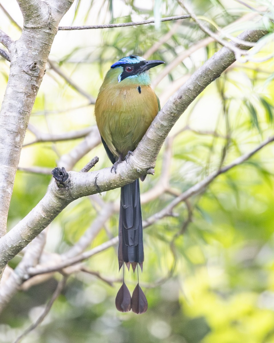 Lesson's Motmot - ML646094722