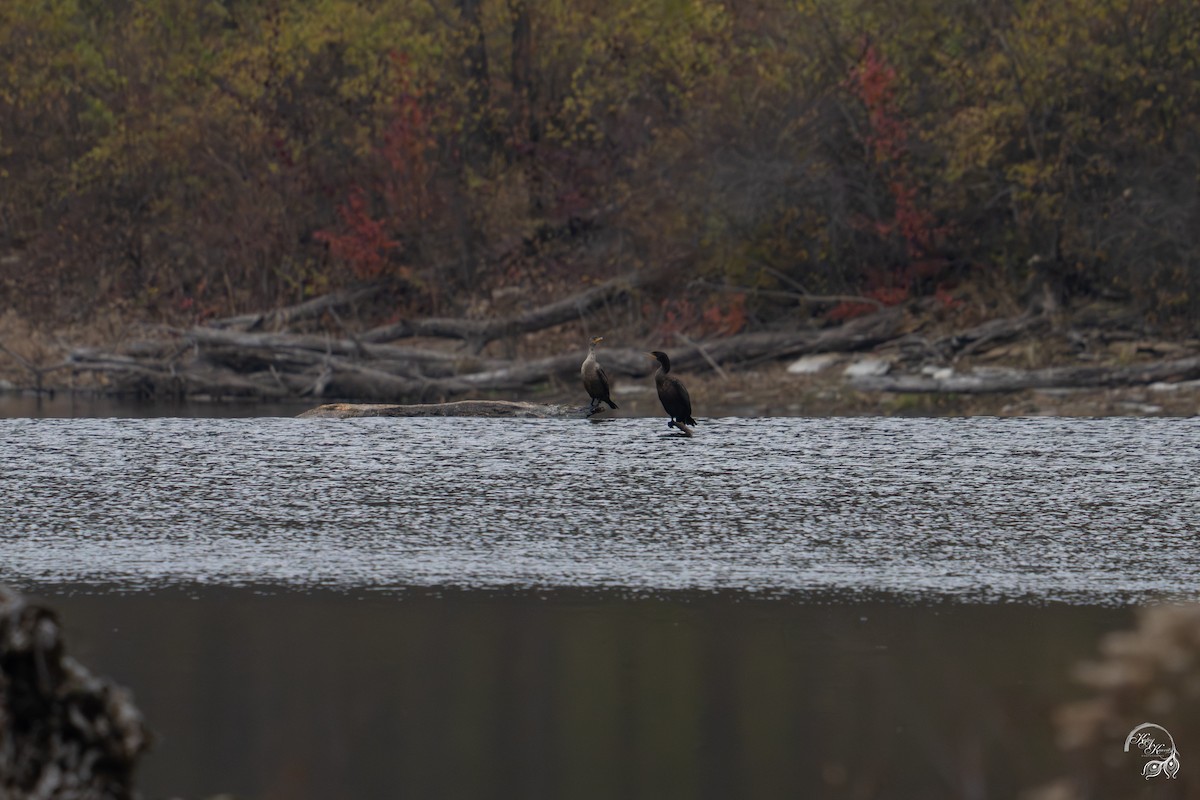 Double-crested Cormorant - ML646094728