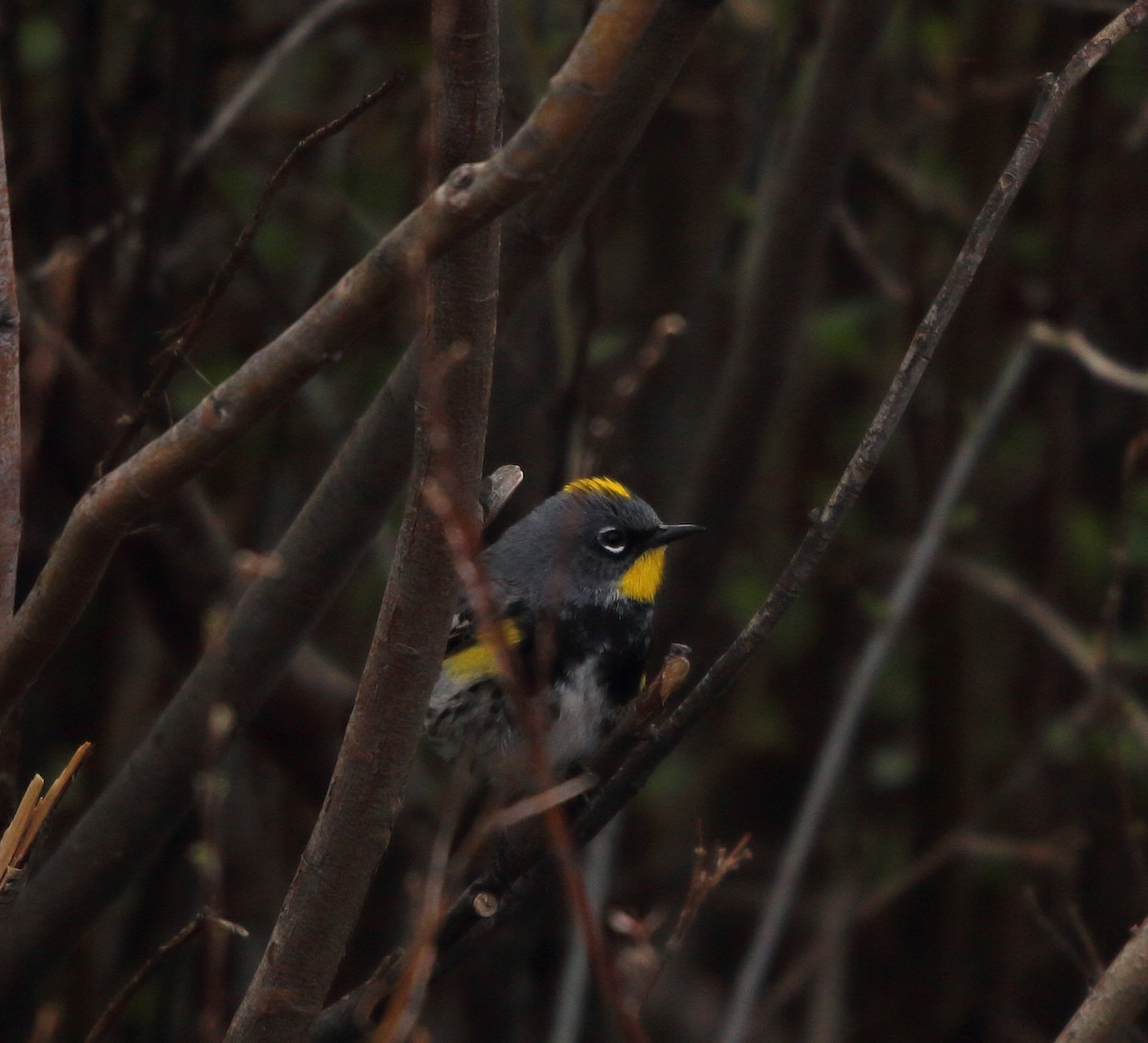 Yellow-rumped Warbler (Audubon's) - ML646094731