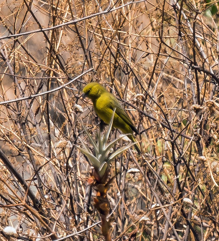 Yeşil Kanarya İspinozu - ML646094734