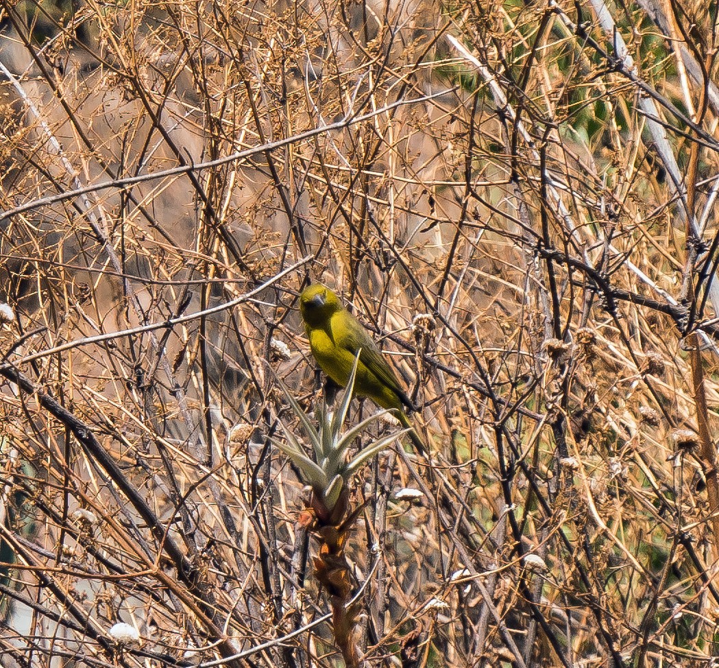 Yeşil Kanarya İspinozu - ML646094735