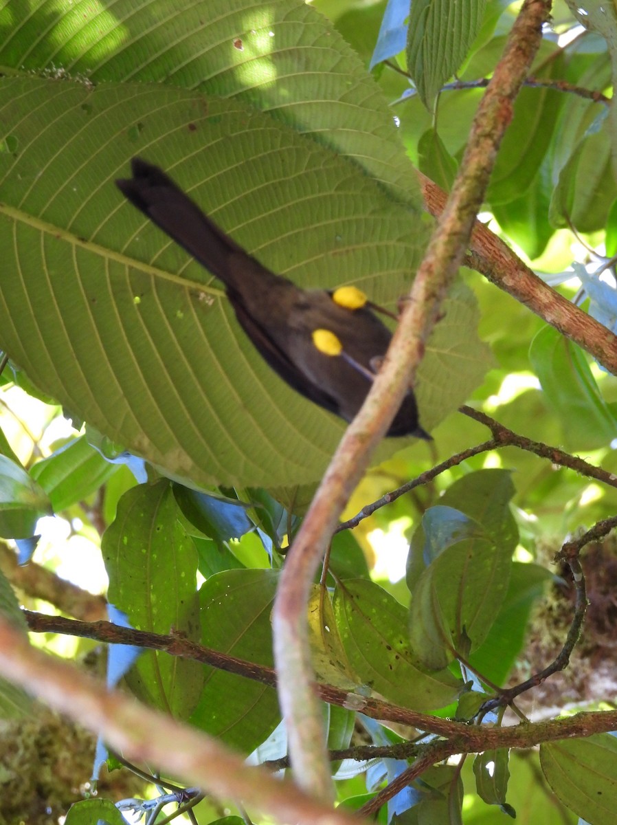 Yellow-thighed Brushfinch - ML646094741
