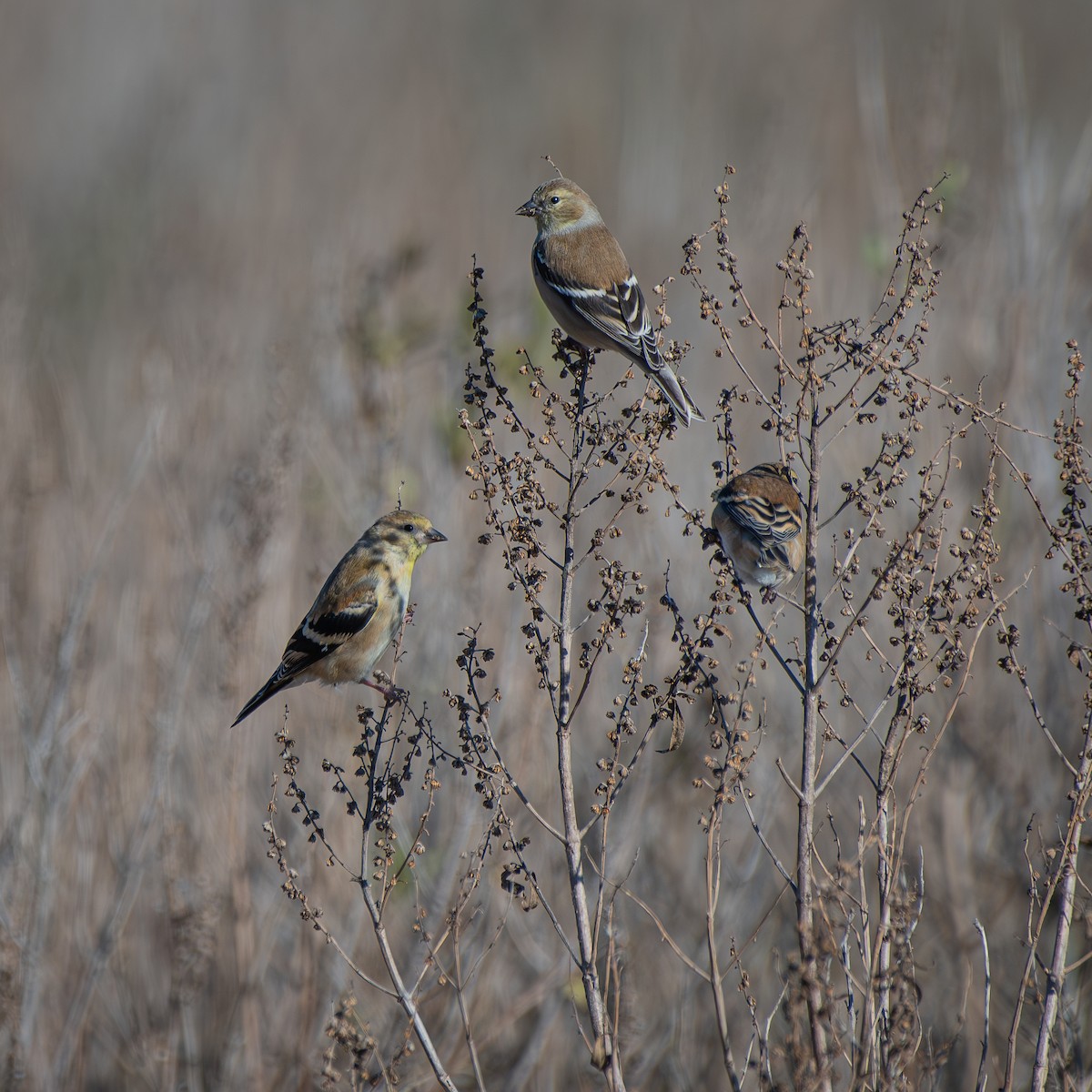 American Goldfinch - ML646094750