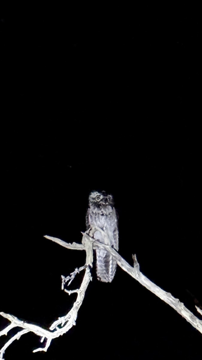 Northern Potoo - ML646094752