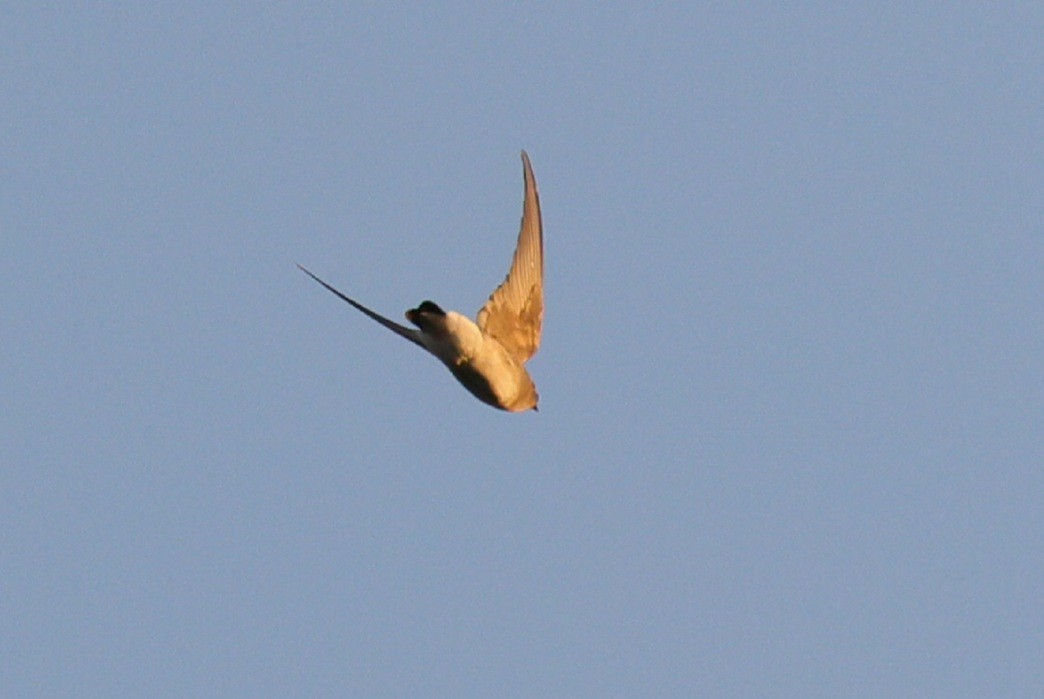 Northern Rough-winged Swallow - ML646094755