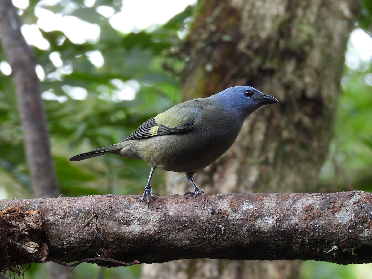 Yellow-winged Tanager - ML646094760
