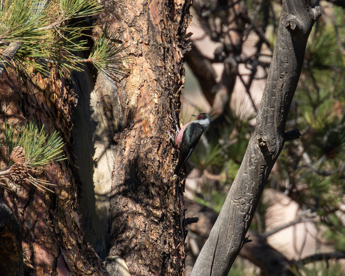 Lewis's Woodpecker - ML646094765