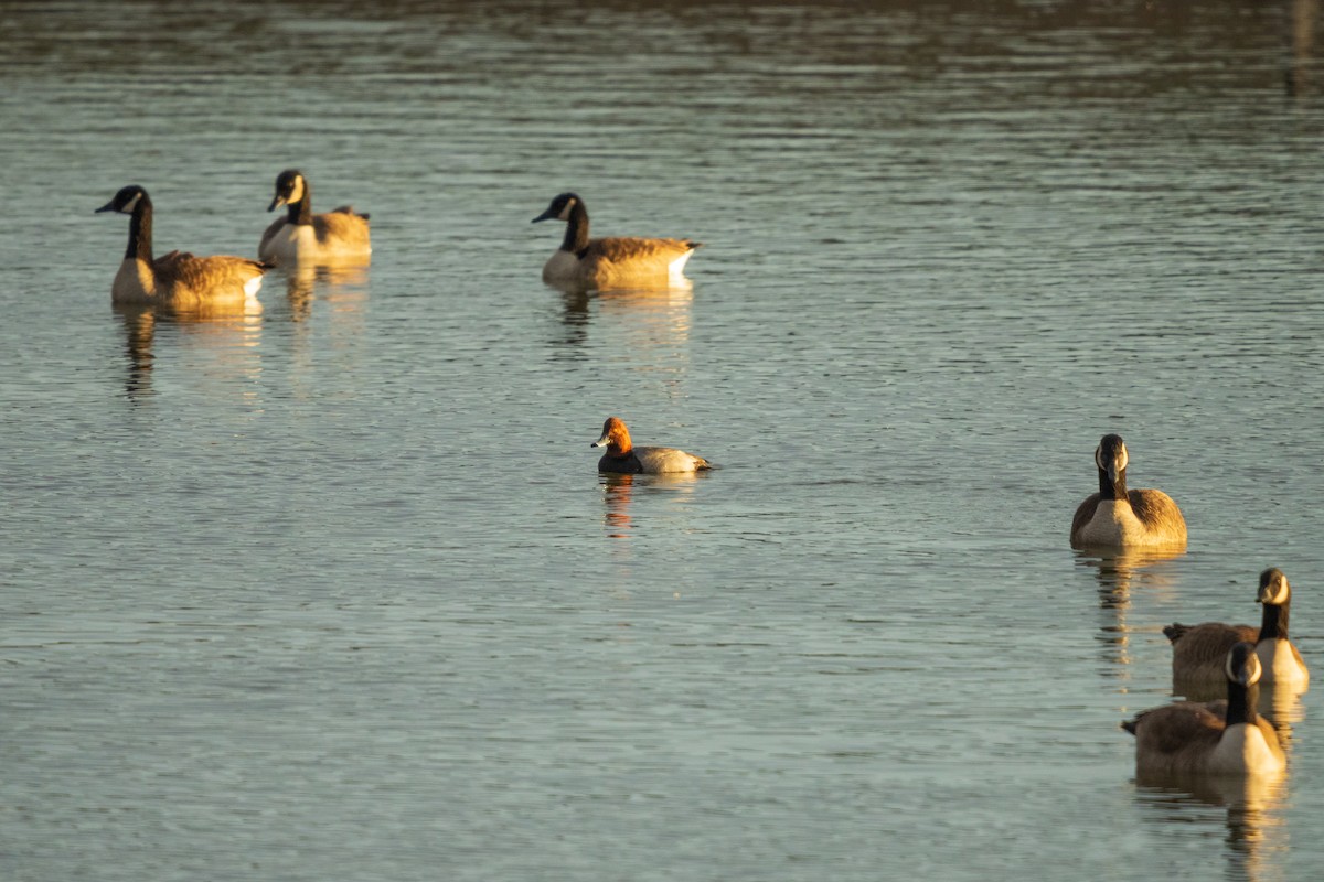 Kanadagans - ML646094766