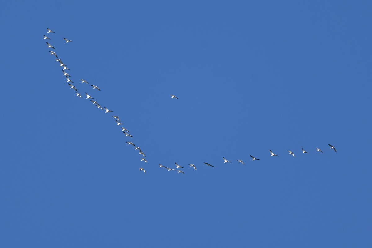 Snow Goose - ML646094767