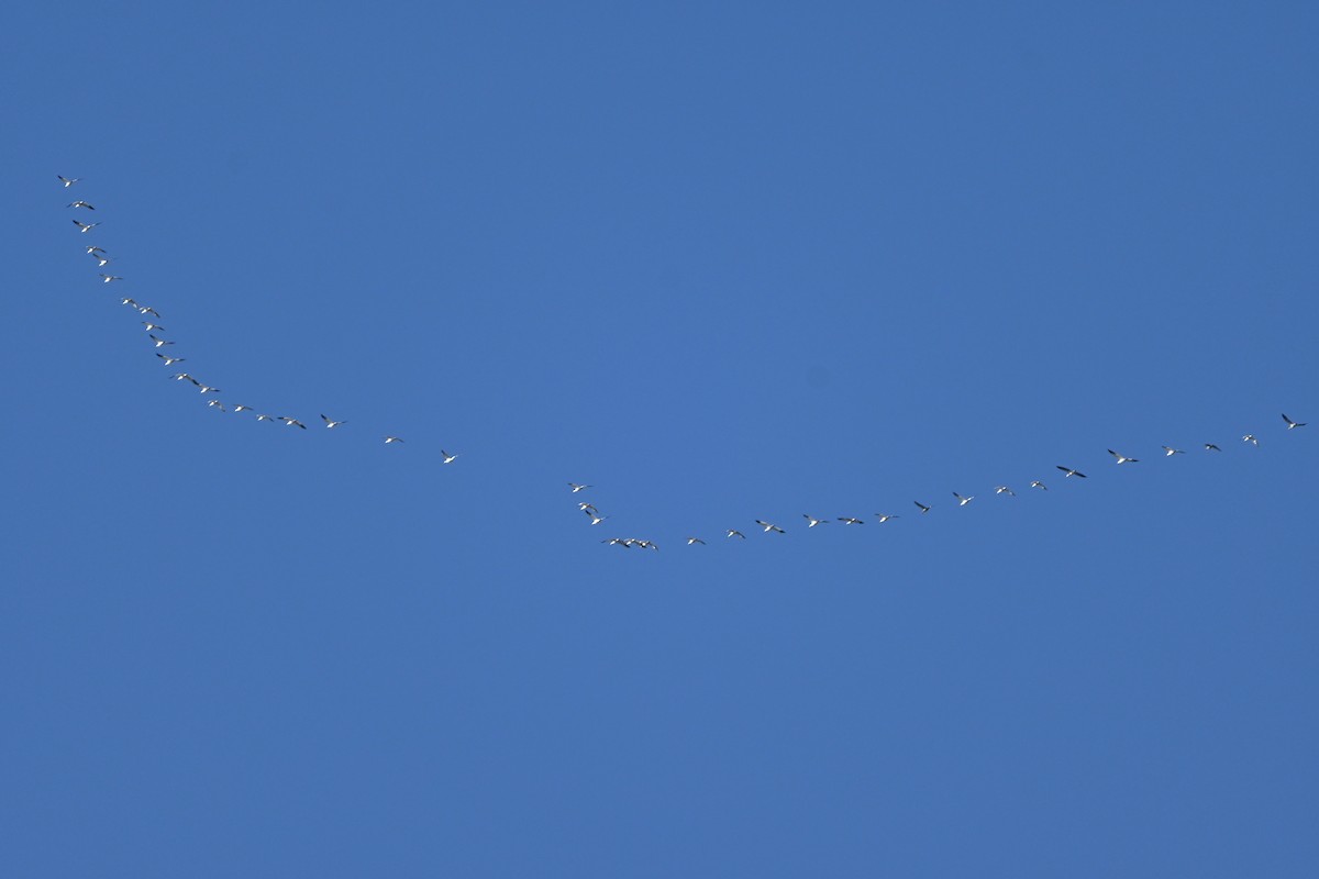 Snow Goose - ML646094769