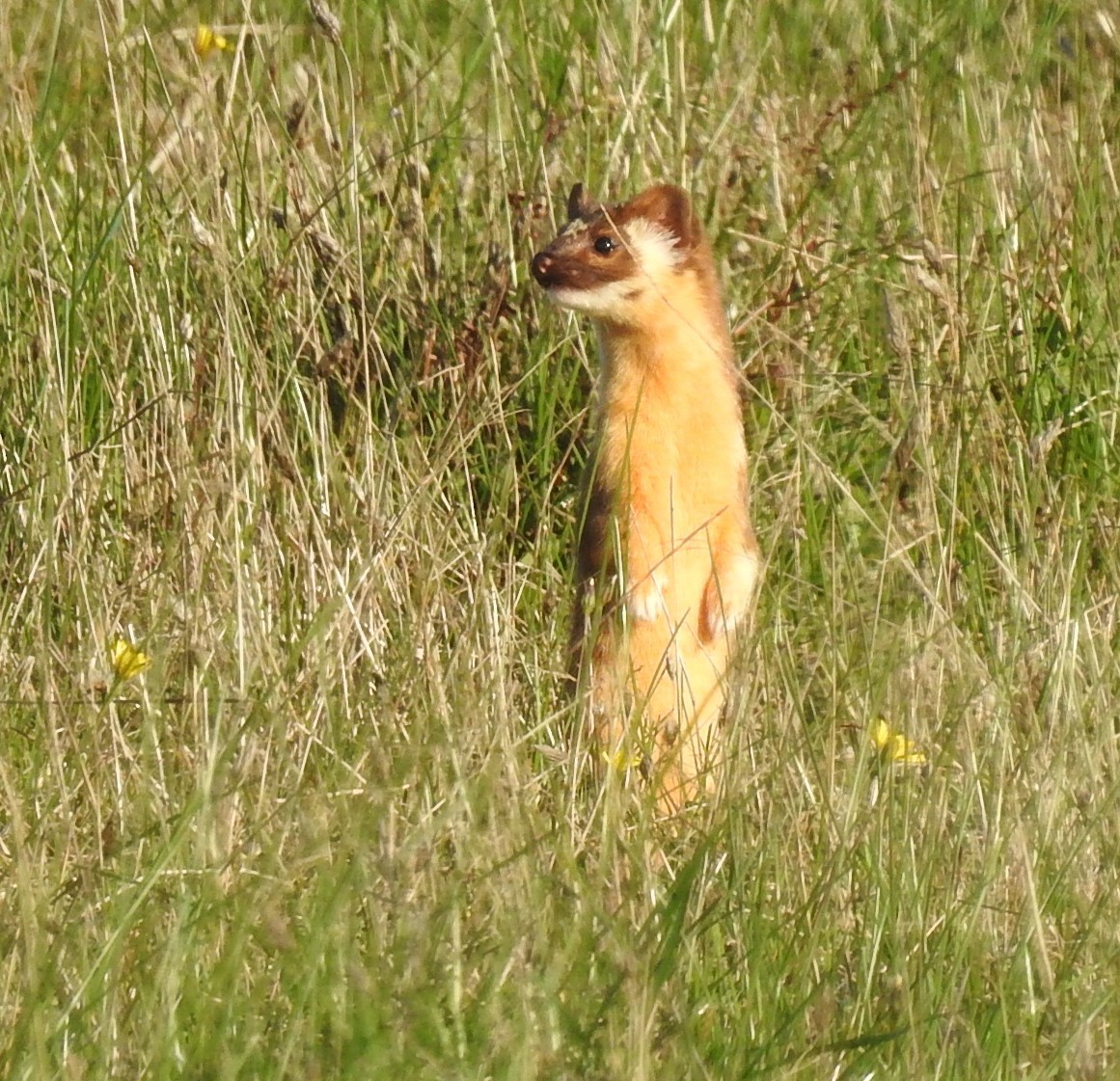 Animals - ML646094770