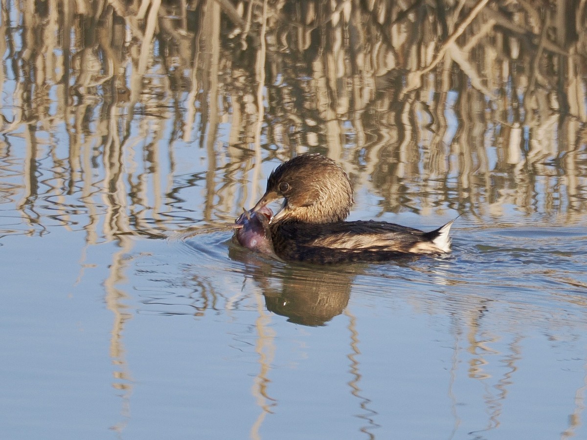 Pied-billed Grebe - ML646094771
