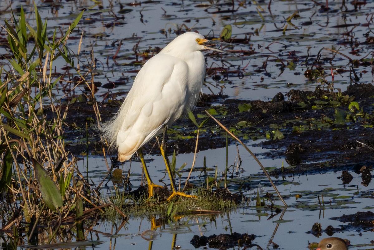 Snowy Egret - ML646094772