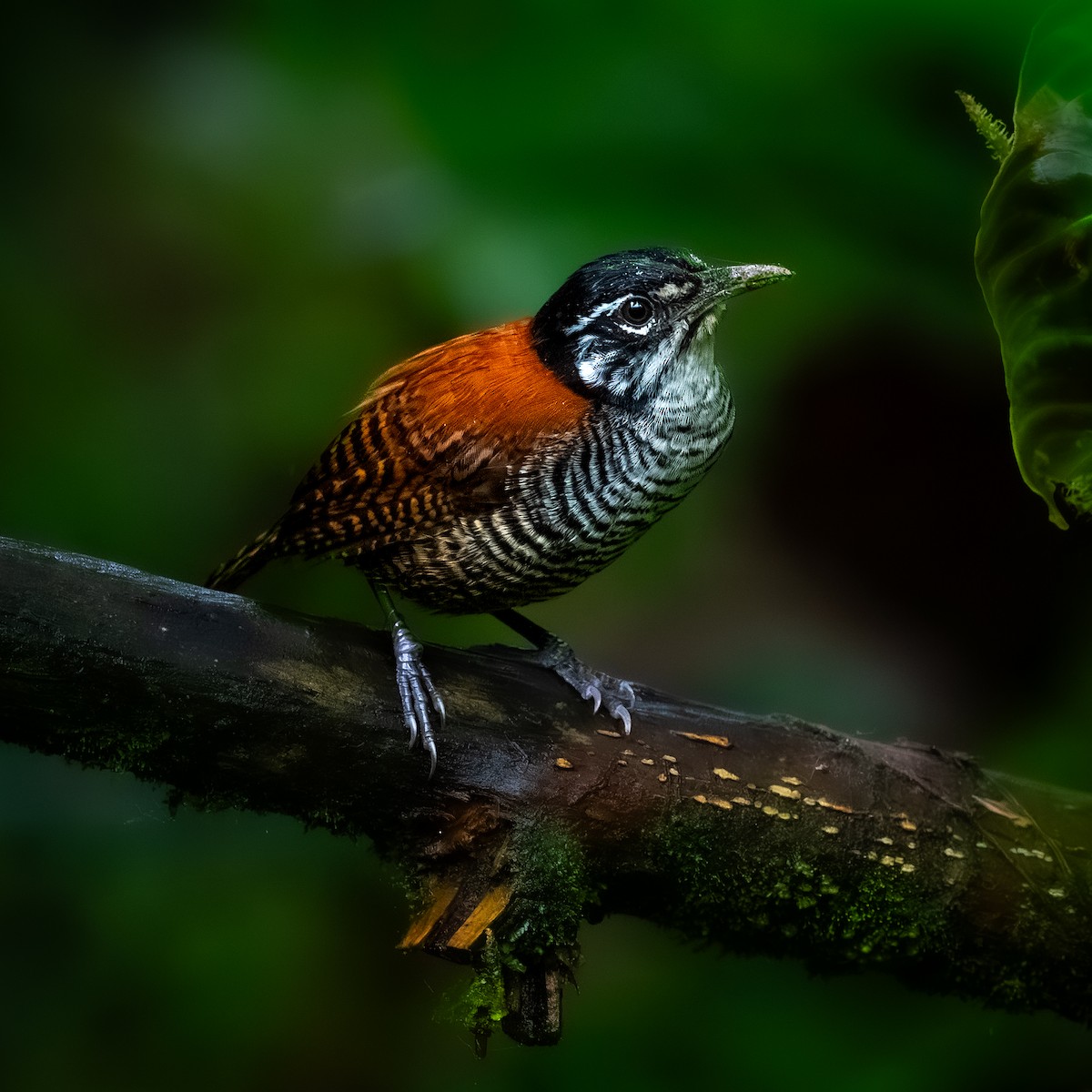 Bay Wren - ML646094779