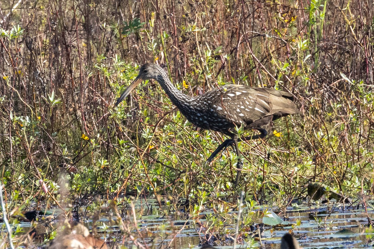 Limpkin - ML646094782