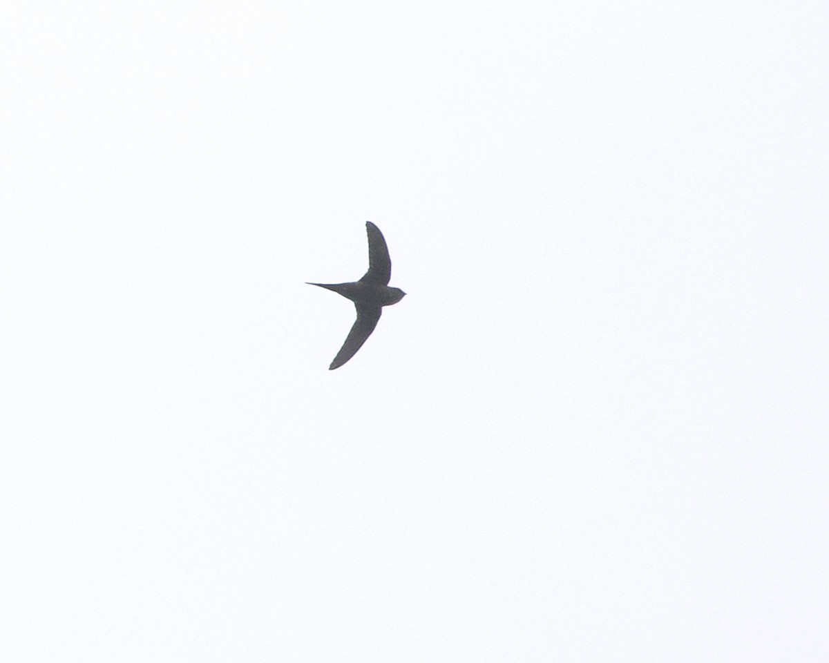 Scarce Swift - ML646094783